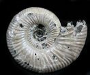 Iridescent Binatishinctes Ammonite Fossil - Russia #34591-1